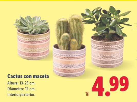 Cactus con maceta
